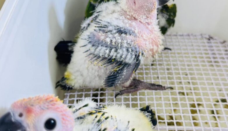 Macaw parrots for sale in Plumas County