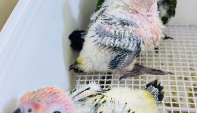 Macaw parrots for sale in San Diego County