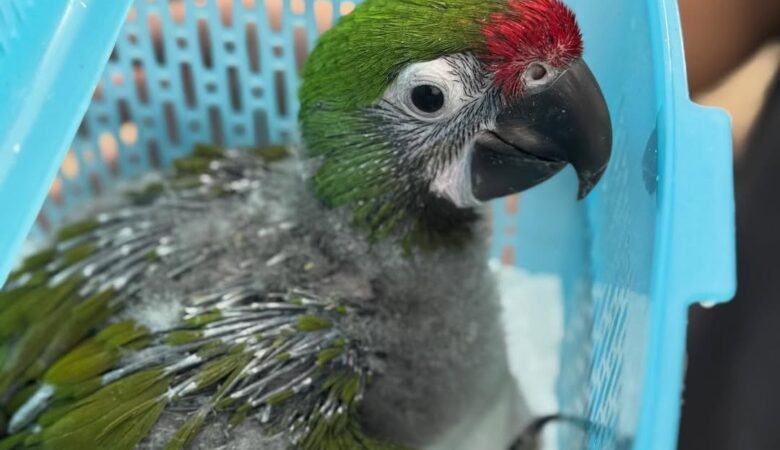 Macaw parrots for sale in San Benito County