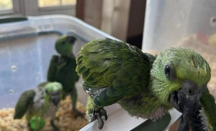 Macaw parrots for sale in Riverside County