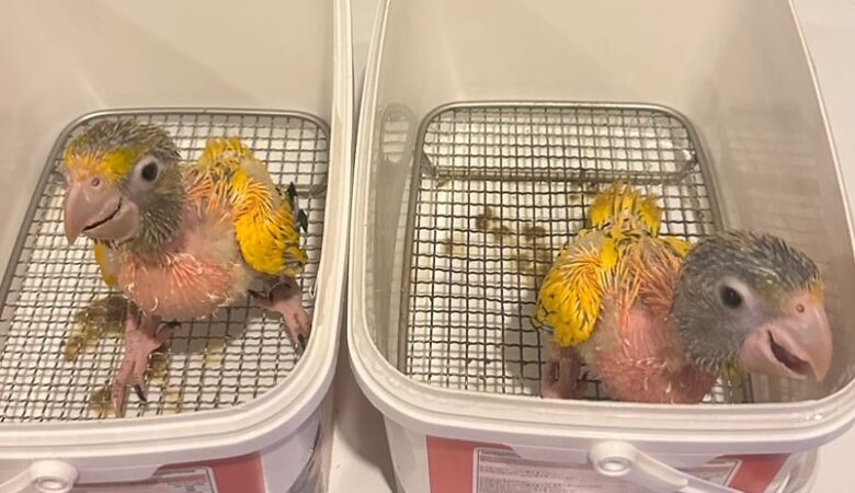 macaw parrots for sale in Oceanside, CA
