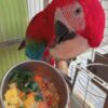 Hahns Macaw Parrots for sale