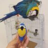 Catalina Macaw Parrots For sale