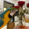 Catalina Macaw Parrots For sale