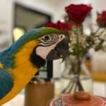 Catalina Macaw Parrots For sale