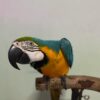 Severe Macaw Parrots for sale